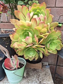 Beautiful big flower succulent in a 3 gallon pot