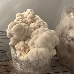 Fresh or Dry Lions Mane