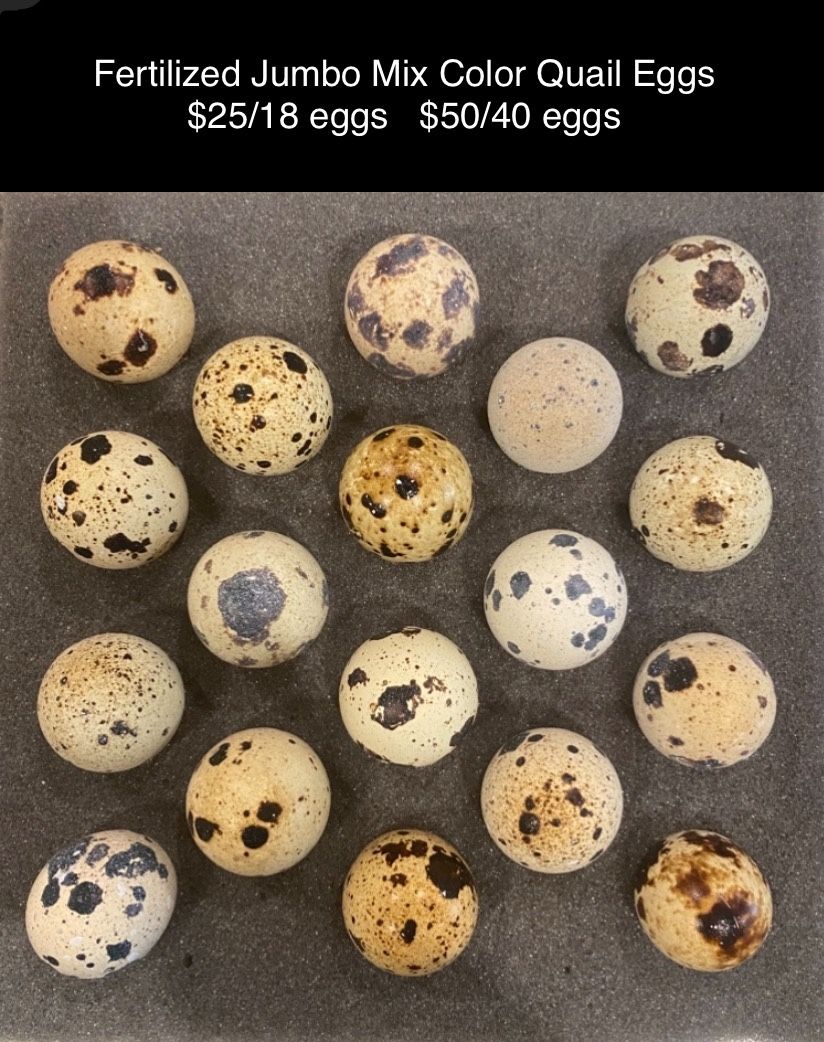 Jumbo Quail Baby Chicks And Fertilized Eggs