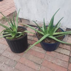 Aloe Vera Plants 