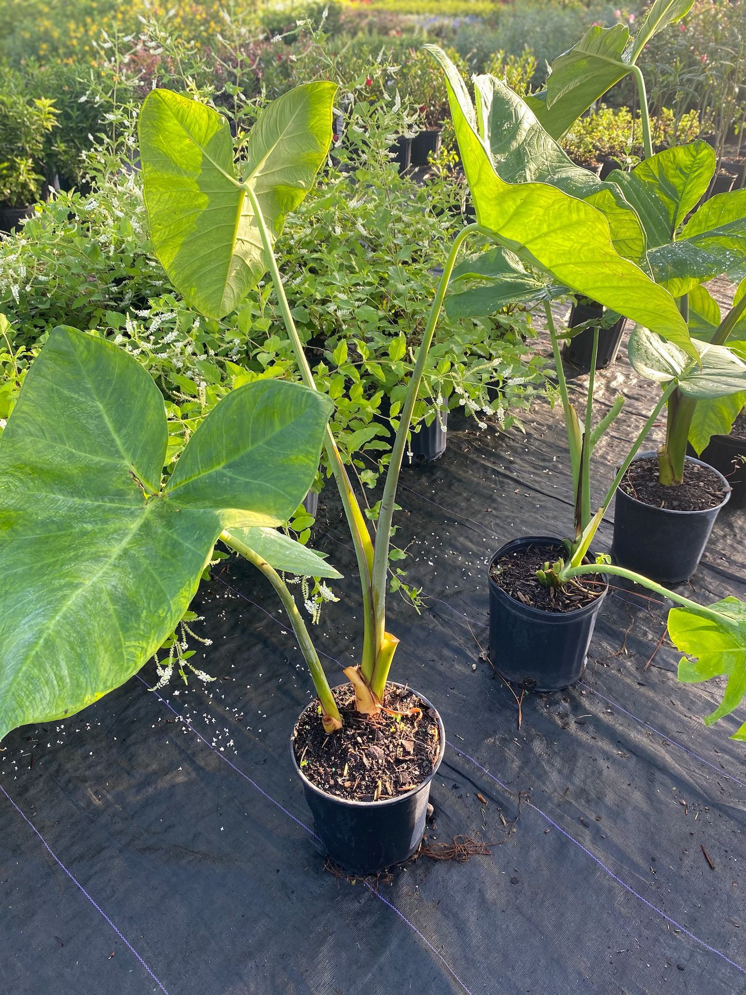 Alocasia - 3gl