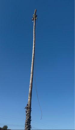 Palm trees cutting down