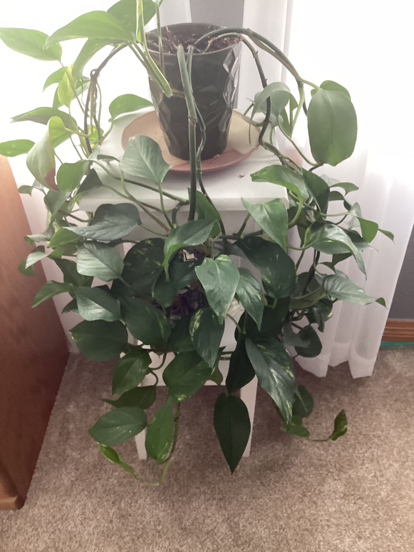 Potted Philodendron In A Green Pot