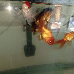 Aquarium Products 