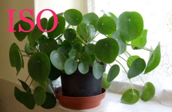 Iso Pilea Peperomioides Aka Chinese Money Plant For In East Iso Pilea Peperomioides Aka Chinese Money Plant