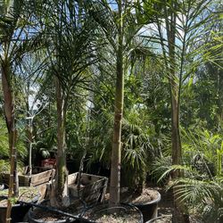 Single Trunk King Palm Tree 25gal 