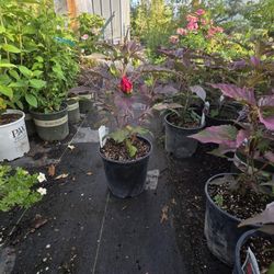 Midnight Marevel Hibiscus 