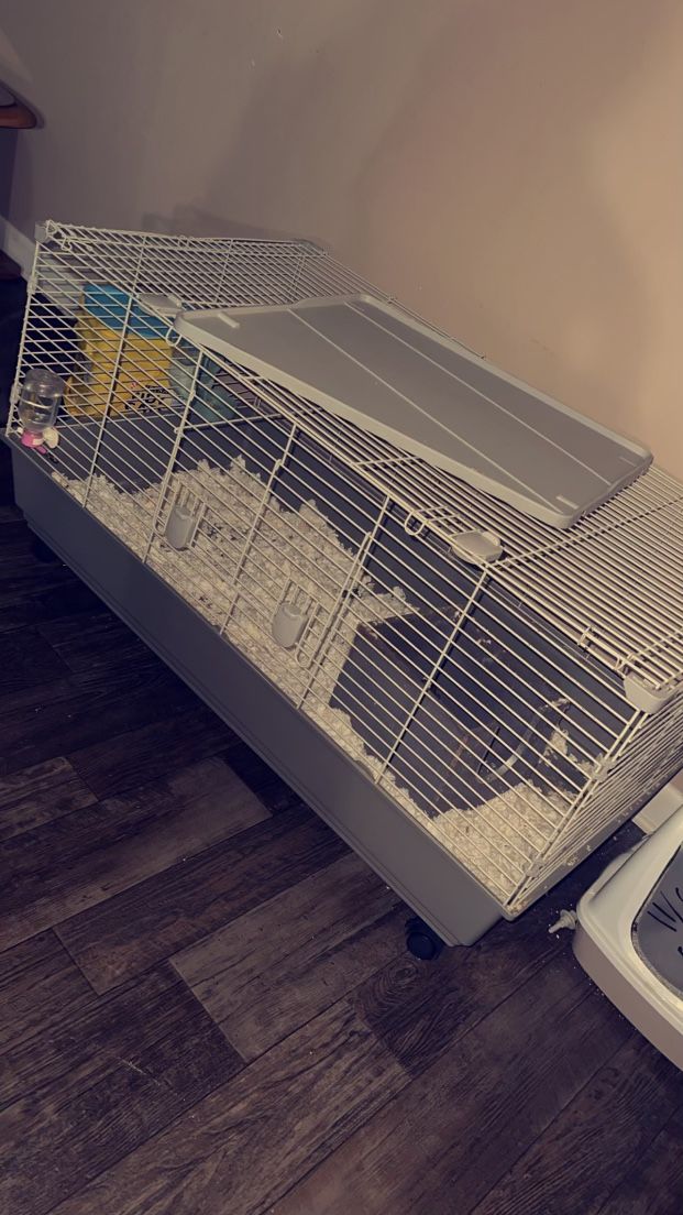 Guinea Pig Cages