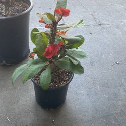 Corona De Cristo/Crown Of Thorns