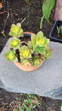 Beautiful Aeonium "Kiwi" 