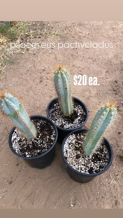 1 gallon blue torch cactus