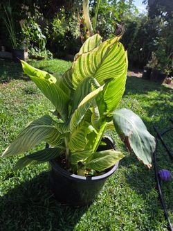 Cannaly Lilly Plant
