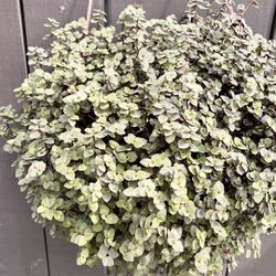 Hanging Basket Dwarf Bolivian Wandering Jew - Tradescantia Minima Callisia Repens Succulent Turtle Vine Plant