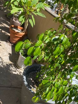 Potted Ficus Tree in Gray Planter