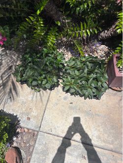Sun impatiens
