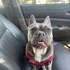 Bertram