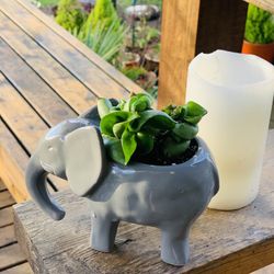 Live Indoor hoya hindu rope plant in a small ceramic elephant planter pot—firm price