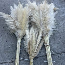 Pampas Grass 
