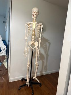 Human Skeleton Model