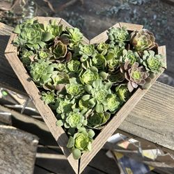 Aeonium Heart Planter With Plants 