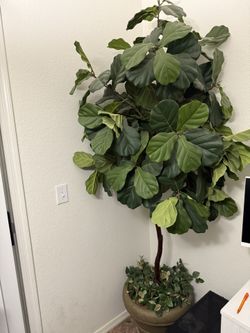 Gorgeous Huge Fig Tree