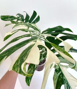Monstera Albo — Fully Rooted