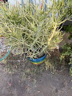 Free; large firestick plant