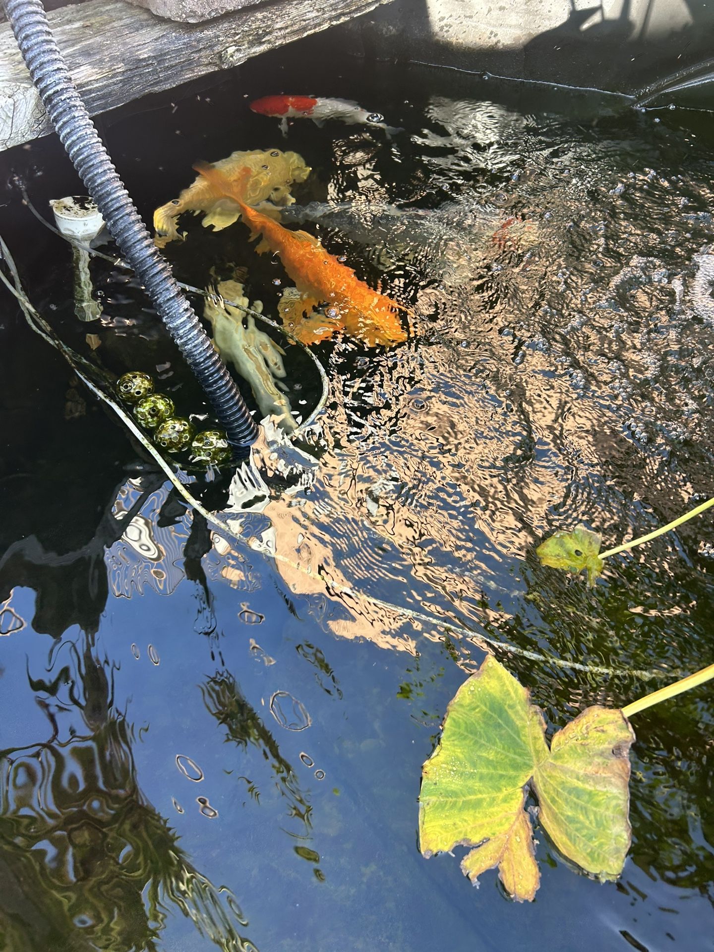 Japanese Koi fishes