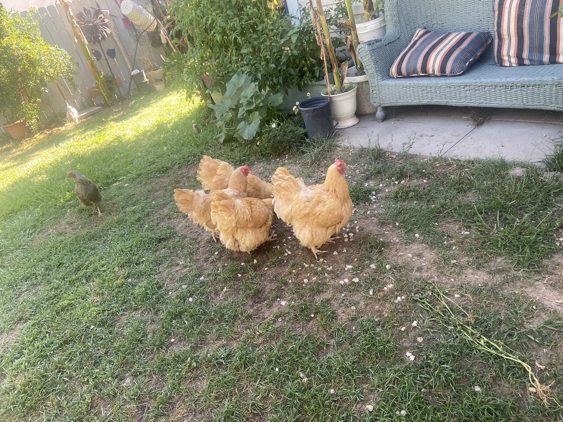 Organic Eggs