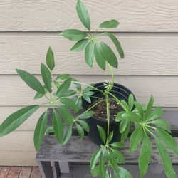 Umbrella Plant