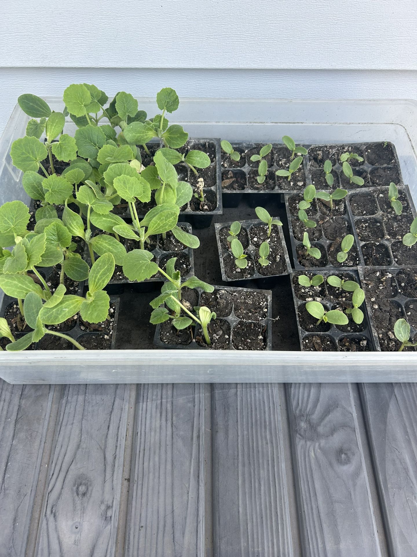 Plants All For $12