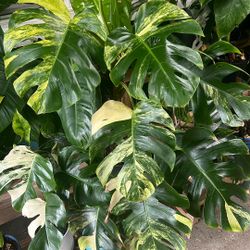 Monstera Aurea 
