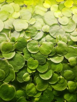 Amazon Frogbit (Limnobium Laevigatum) – Live Floating Aquarium Plant