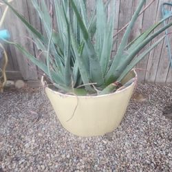 Aloe Vera