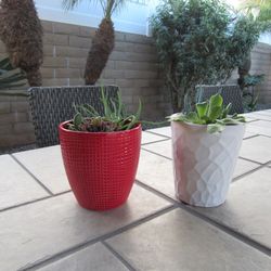 Set Of Red Print & White Print Garden Pots With Succulents 