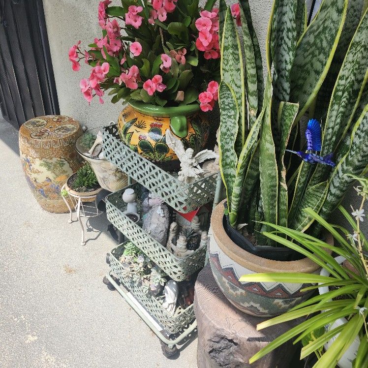 Alot Of Different Plants Different Pots And Plant Stands For Sale Everything Must Go!!!!!!