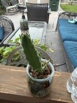 Baby Stapelia gigantea .