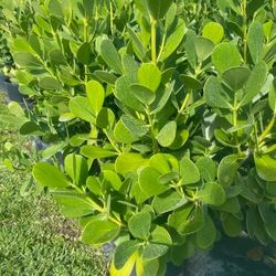 clusias Tall Full Green  Fertilized  Ready For Planting Instant Privacy Hedge  Same Day Transportation 