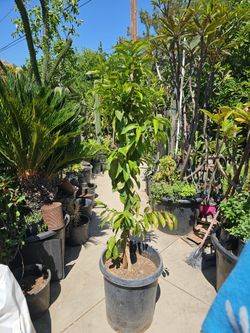 Guanabana tree sourpop tree cancer fighting tree