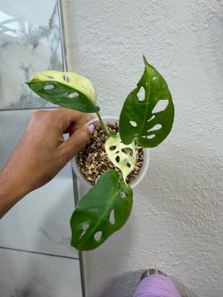 Monstera adansonii variegated exotica