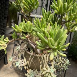 Succulent Arrangement 