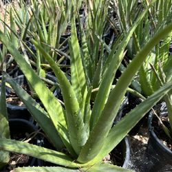 aloe vera wirkung im körper Aloe Vera Gel main image 1