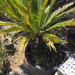 Sago Palm Tree