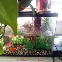 Fish 🐠 Tank With Everything Inside .