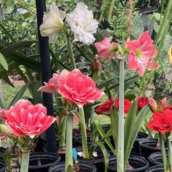 Amaryllis