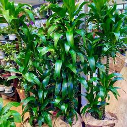 5 Stumps Thai Dracaena Bamboo Plants 5 And 6 Feet 