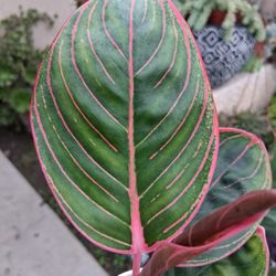 Aglonema KANZA Plant $20