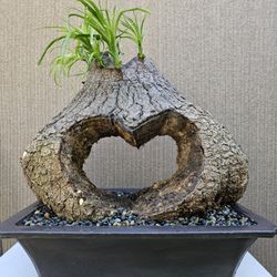 Old Ponytail Palm Bonsai Tree   ( OUTDOOR and INDOOR PLANT) 