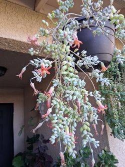 Blooming Cotyledon Pendens Plant $25