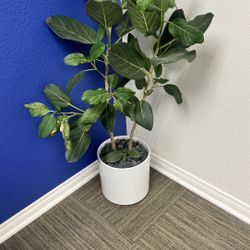 Fiddle Leaf Fig - Houseplants 